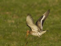 Limosa limosa 70, Grutto, Saxifraga-Rik Kruit