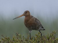 Limosa limosa 78, Grutto, Saxifraga-Peter Stein