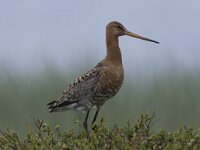 Limosa limosa 80, Grutto, Saxifraga-Peter Stein
