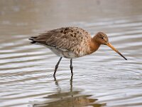 Limosa limosa 85, Grutto, Saxifraga-Bart Vastenhouw