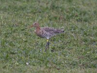 Limosa limosa 92, Grutto, Saxifraga-Kees van Berkel : Blue Elephant