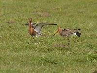 Limosa limosa 98, Grutto, Saxifraga-Jan Nijendijk