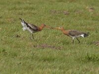 Limosa limosa 99, Grutto, Saxifraga-Jan Nijendijk