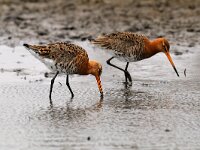 Limosa limosa ssp islandica 62, IJslandse Grutto, Saxifraga-Piet Munsterman