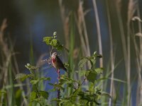 Linaria cannabina 14, Kneu, Saxifraga-Jan Nijendijk