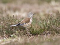 Linaria cannabina 4, Kneu, female, Saxifraga-Mark Zekhuis