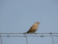 Linaria cannabina 81, Kneu, Saxifraga-Ed Stikvoort : Westenschouwen - Burghsluis