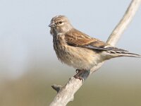 Linaria cannabina 82, Kneu, Saxifraga-Mark Zekhuis
