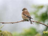 Linaria cannabina 85, Kneu, adult, female, Saxifraga-Theo Verstrael