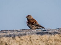 Linaria cannabina 90, Kneu, adult, male, Saxifraga-Theo Verstrael