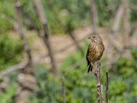 Linaria cannabina 92, Kneu, adult, female, Saxifraga-Theo Verstrael
