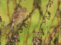 Linaria flavirostris 16, Frater, Saxifraga-Mark Zekhuis