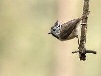 Lophophanes cristatus 106, Kuifmees, Saxifraga-Luuk Vermeer