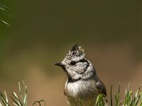 Lophophanes cristatus 109, Kuifmees, Saxifraga-Luuk Vermeer