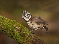 Lophophanes cristatus 118, Kuifmees, Saxifraga-Luuk Vermeer