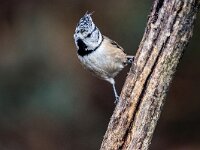 Lophophanes cristatus 82, Kuifmees, adult, Saxifraga-Theo Verstrael