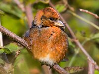 Loxia curvirostra 10, Kruisbek, Saxifraga-Bart Vastenhouw