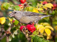 Loxia curvirostra 12, Kruisbek, Saxifraga-Bart Vastenhouw