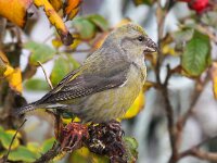 Loxia curvirostra 2, Kruisbek, Saxifraga-Bart Vastenhouw