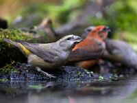 Loxia curvirostra 61, Kruisbek, Saxifraga-Luc Hoogenstein : Kalmthoutse hei, Nederland, vogel