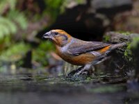 Loxia curvirostra 63, Kruisbek, Saxifraga-Luc Hoogenstein : Kalmthoutse hei, Nederland, vogel