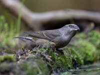 Loxia curvirostra 64, Kruisbek, Saxifraga-Luc Hoogenstein : Kalmthoutse hei, Nederland, vogel