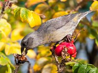Loxia curvirostra 9, Kruisbek, Saxifraga-Bart Vastenhouw