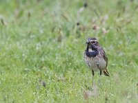 Luscinia svecica 146, Blauwborst, female, Saxifraga-Mark Zekhuis