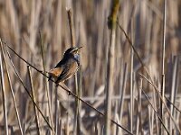 Luscinia svecica 152, Blauwborst, Saxifraga-Hans Dekker
