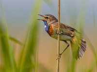 Male Bluethroat singing  Male Bluethroat (Luscinia svecica) singing from post in breeding territory : Netherlands, Phragmites, animal, april, australis, background, beak, bird, blue, bluethroat, branch, breeding, chat, chest, cyanosylvia, defending, display, feathers, flycatcher, grass, hackle, light, look, luscinia, male, marsh, mating, nature, nest, orange, perched, plumage, red-spotted, reed, singing, sings, sitting, small, spot, spring, svecica, swamp, sway, tail, territory, tree, view, wallpaper, wildlife, wing