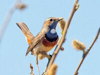 Luscinia svecica 19, Blauwborst, Saxifraga-Bart Vastenhouw