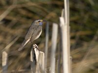 Luscinia svecica 21, Blauwborst, Saxifraga-Mark Zekhuis