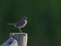 Luscinia svecica 23, Blauwborst, Saxifraga-Rik Kruit