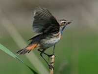 Luscinia svecica 3, Blauwborst, male, Saxifraga-Piet Munsterman