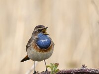 Luscinia svecica 31, Blauwborst, Saxifraga-Luuk Vermeer