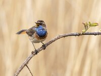 Luscinia svecica 32, Blauwborst, Saxifraga-Luuk Vermeer