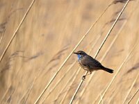 Luscinia svecica 35, Blauwborst, Saxifraga-Hans Dekker