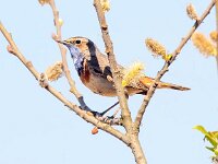 Luscinia svecica 37, Blauwborst, Saxifraga-Bart Vastenhouw
