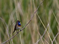 Luscinia svecica 38, Blauwborst, Saxifraga-Jan Nijendijk