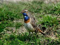 Luscinia svecica 4, Blauwborst, male, Saxifraga-Piet Munsterman