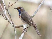 Luscinia svecica 43 , Blauwborst, Saxifraga-Henk Baptist