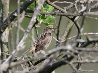 Luscinia svecica 44, Blauwborst, Saxifraga-Henk Baptist