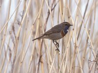 Luscinia svecica 5, Blauwborst, Saxifraga-Janus Verkerk