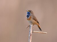 Blauwborst; Bluethroat; Luscinia svecica  Blauwborst; Bluethroat; Luscinia svecica : Blauwborst, Bluethroat, Luscinia svecica, Utrecht, lente, lijster, lijsterachtige, lisdodde, moerasvogel, reed, riet, singing bird, spring, swamp, trush, zangvogel