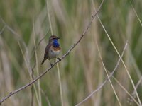 Luscinia svecica cyanecula 157, Witgesterde blauwborst, Saxifraga-Jan Nijendijk