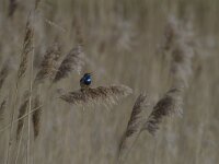 Luscinia svecica cyanecula 159, Witgesterde blauwborst, Saxifraga-Jan Nijendijk
