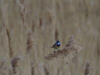 Luscinia svecica cyanecula 161, Witgesterde blauwborst, Saxifraga-Jan Nijendijk