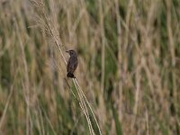 Luscinia svecica cyanecula 162, Witgesterde blauwborst, Saxifraga-Jan Nijendijk