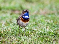 Luscinia svecica cyanecula 27, Witgesterde blauwborst, Saxifraga-Bart Vastenhouw