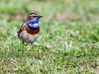 Luscinia svecica cyanecula 28, Witgesterde blauwborst, Saxifraga-Bart Vastenhouw